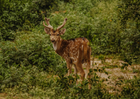 Wild Kerry Hunting Offers Deer Management for Kerry Landowners