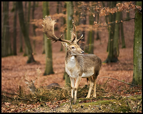 Fallow Deer - Large Game