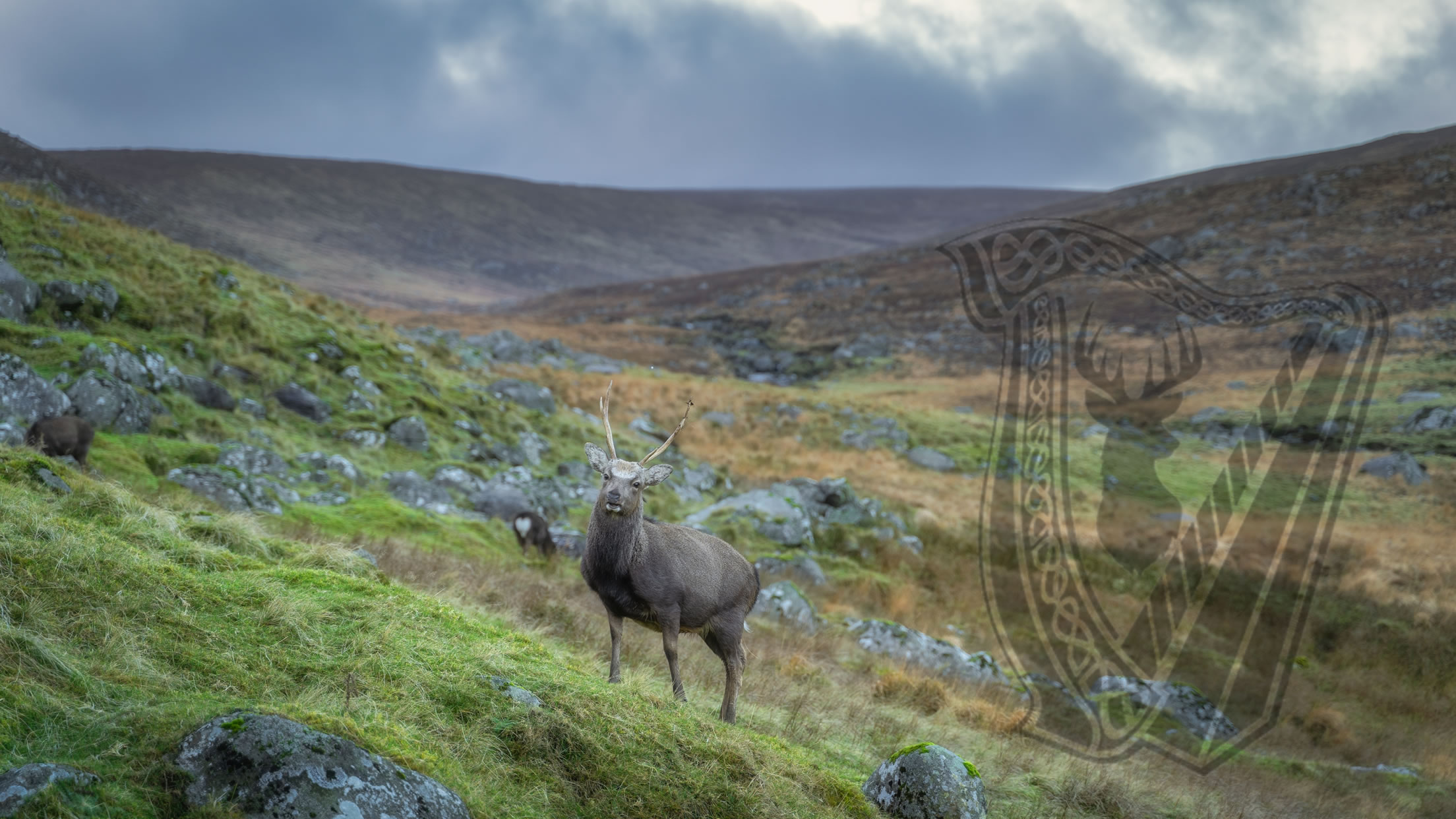 Wild Kerry Hunting