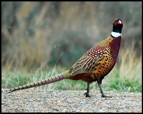 Pheasant - Game Bird