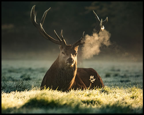 Red Deer - Large Game