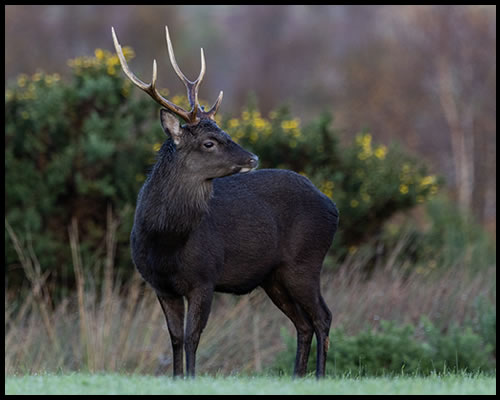 Sika Deer - Large Game