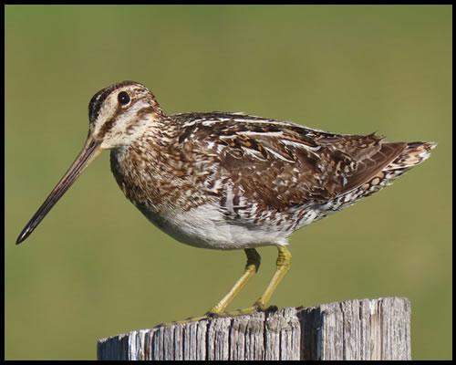 Snipe - Game Bird