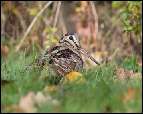 Woodcock - Game Bird